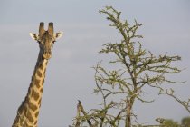 Masai-Giraffe neben einem Akazienbaum — Stockfoto