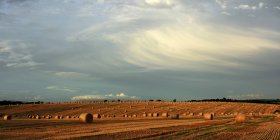 Утюги сена после сбора урожая — стоковое фото