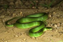 Serpiente verde lisa - foto de stock