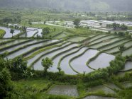 Campos de arroz, Bali — Fotografia de Stock