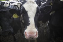 Primo piano della mandria di bovini — Foto stock