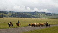 Vaqueros pastoreando ganado vacuno, sur de Alberta, Canadá - foto de stock