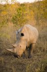 Белый носорог в Африке — стоковое фото