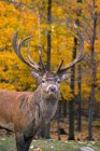Bull Elk At Jasper National Park — Stock Photo