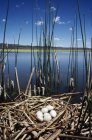 Eggs In American Coot — Stock Photo
