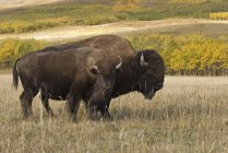 Buffalo debout sur le sol — Photo de stock