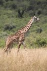 Masai Mara, Kenya, Africa — Foto stock