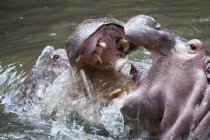 Два бегемота сражаются в воде — стоковое фото