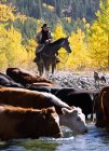 Cowboy hütet Rinder — Stockfoto