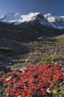 Mount Athabasca, Columbia Eisfeld — Stockfoto