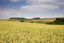 Пшеничне поле і дерево — стокове фото