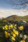 Wildblumen; northumberland, england — Stockfoto