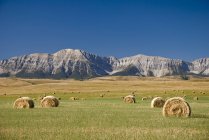 Field Of Hay Bales, Alberta — Stock Photo