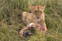 Löwin mit Beute im Freien — Stockfoto