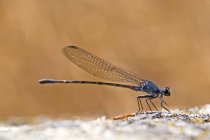 Damselfly Perched On Boulder — Stock Photo