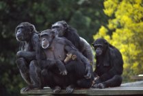 Chimpanzés no Zoológico de Dublin — Fotografia de Stock