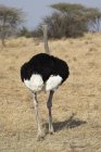 Синій шиєю страуса — стокове фото