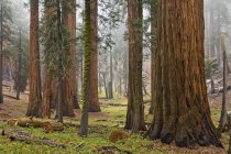 Sequoia Árvores no Parque Nacional Sequoia — Fotografia de Stock