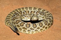 Serpiente de cascabel de pradera en una bobina - foto de stock