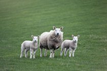 Madre oveja y corderos - foto de stock