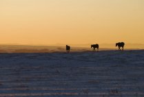 Alberta, Canadá; Cavalos ao pôr do sol — Fotografia de Stock