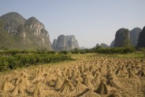 Campo de arroz em Yangshuo — Fotografia de Stock