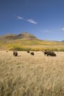 Amerikanischer bison, südliche alberta, kanada — Stockfoto