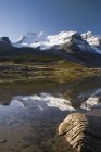 Mount Athabasca, Columbia Eisfeld — Stockfoto