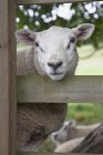 Ovelhas olhando através da cerca — Fotografia de Stock