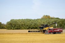 Combine Harvesting Wheat Field — Stock Photo