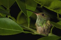 Little cute ruby-throated hummingbird sitting on tree branch against black background — Stock Photo