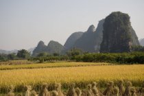 Vista del campo de arroz - foto de stock