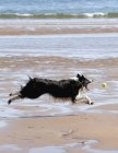 Cão perseguindo bola — Fotografia de Stock