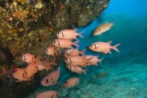 Exótica Epaulette Soldierfishes nadando en el océano cerca de coral - foto de stock