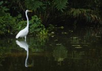 Long-Neck Egret — Stock Photo