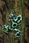 Green And Black Poison Dart Frog — Stock Photo