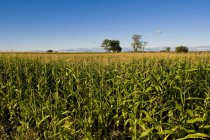 Кукурудзяне поле вдень — стокове фото