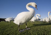 Лебеді позують на траві — стокове фото