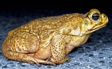 A Marine Toad Sitting On A Road — Stock Photo