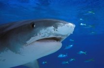Tiger Shark Swimming — Stock Photo