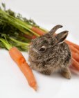 Conejo bebé con zanahorias - foto de stock
