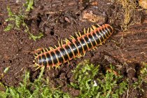 Pennsylvania Millipede Crawling — Stock Photo