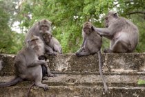 Monkeys sitting on fence — Stock Photo