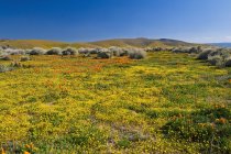 Antilopen Valley kalifornisches Mohnreservat — Stockfoto