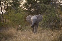 Afrikanischer Elefant, Arathusa Safari Lodge — Stockfoto