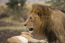 Лев, Масаї Мара Національний заповідник — стокове фото