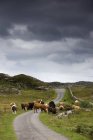 Велика рогата худоба на сільській дорозі — стокове фото