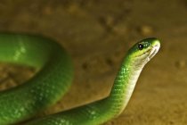 Гладкая зелёная змея — стоковое фото