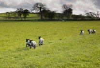 Ovelhas correndo no prado — Fotografia de Stock