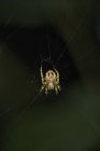Orbe araña en la web - foto de stock